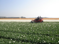 Topping Tulip Gwen